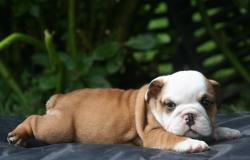 cachorros bulldog ingles para la venta del criadero Nutibara bulldogs 


            


            