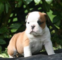 Cachorros de raza bulldog ingles para la venta del criadero nutibara bulldogs


            


            