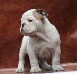 Cachorros de bulldog ingles para la venta 100% puros


            


            