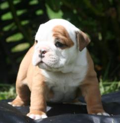 Cachorros de raza bulldog ingles para la venta del criadero nutibara bulldogs


            


            