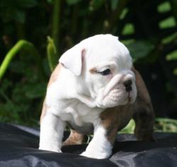 Cachorros de bulldog ingles para la venta del criadero Nutibara Bulldog


            


            