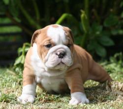 cachorros para la venta de raza bulldog ingles del criadero Nutibara Bulldogs


            


            