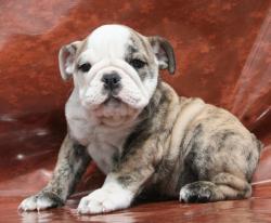 cachorros de Bulldog ingles para la venta


            


            