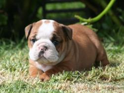 Bulldog