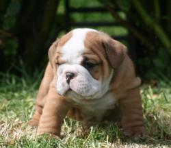 Bulldog