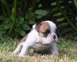 cachorros de bulldog ingles para la venta del criadero Nutibara Bulldogs 


            


            