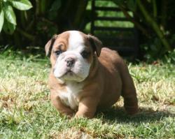 Cachorros de raza bulldog ingles para la venta del criadero nutibara bulldogs


            


            