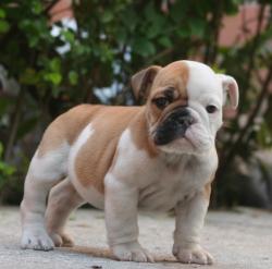 cachorros de raza bulldog ingles para la venta


            


            