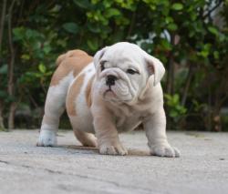 cachorros para la venta de la raza Bullog Ingles

            


            