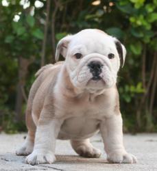 Cachorros de raza bulldog Ingles para la venta del criadero Nutibara Bulldogs



            


            