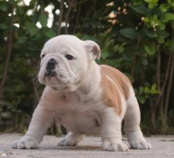 Cachorros de raza bulldog Ingles para la venta del criadero Nutibara Bulldogs




            


            