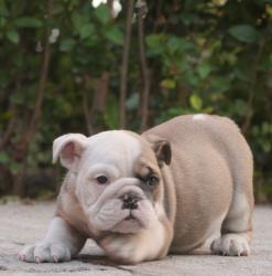 Cachorros de raza bulldog Ingles para la venta del criadero Nutibara Bulldogs



            


            