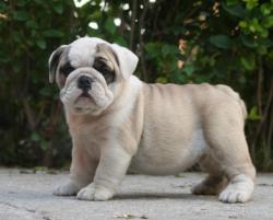 Ejemplares DE EXPOSICION DEL CRIADERO NUTIBARA BULLDOGS


            


            