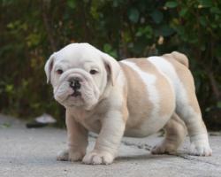 Cachorros de raza Bulldog ingles para la venta del criadero Nutibara Bulldogs


            


            