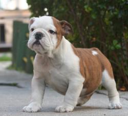             Cachorros de raza bulldog Ingles para la venta del criadero Nutibara Bulldogs




            


            


            