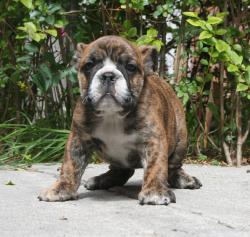 Cachorros de raza Bulldog Ingles para la venta

            


            