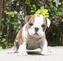 Ejemplares de Bulldog Ingles para la venta


            


            