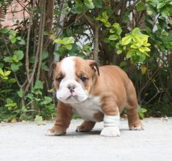 Bulldog