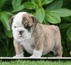 cachorros de raza Bulldog Ingles para la venta del Criadero Nutibara Bulldogs


            


            