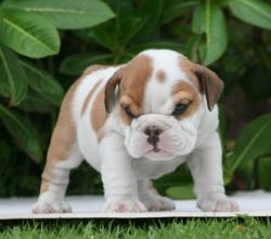             cachorros de raza Bulldog Ingles para la venta del Criadero Nutibara Bulldogs


            


            


            