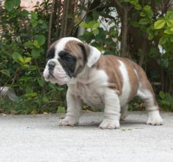 Bulldog