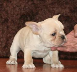 
            cachorros para la venta cachorros de raza bulldog frances del criadero Nutibara bulldogs 



            


            


            