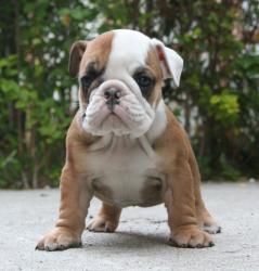 Ejemplar de Bulldog Ingles para la venta


            


            