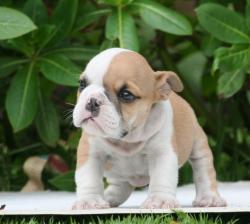 cachorros de raza Bulldog Ingles para la venta del Criadero Nutibara Bulldogs


            


            