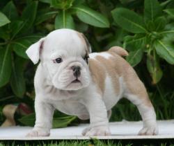 cachorros de raza Bulldog Ingles para la venta del Criadero Nutibara Bulldogs


            


            