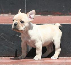 cachorros de raza bulldog frances del criadero nutibara bulldogs


            


            