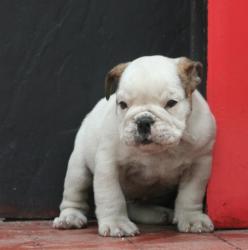 Bulldog