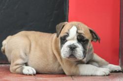 cachorros de raza bulldog ingles para la venta del criadero Nutibara bulldogs


            


            