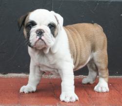 cachorros de raza bulldog ingles para la venta del criadero Nutibara bulldogs
            


            