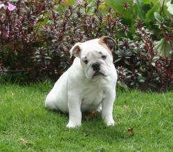 bulldog