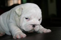 Espectaculares cachorros de Bulldog Ingles para la venta


            


            