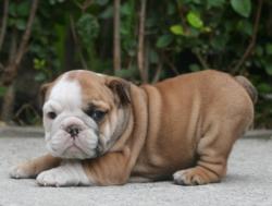 CACHORROS DE RAZA BULLDOG INGLES PARA LA VENTA DEL CRIADERO NUTIBARA BULLDOG


            


            