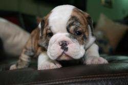 Espectaculares cachorros de bulldog Ingles para la venta 


            


            