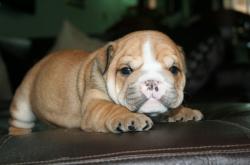 Ejemplares de raza de Bulldog Ingles para la venta Cachorros


            


            