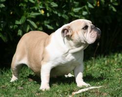 bulldog