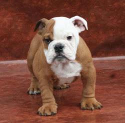 Bulldog