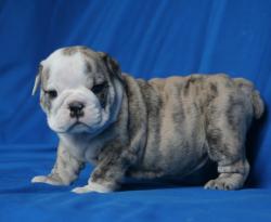 Cachorros de raza Bulldog Ingles para la venta del criadero Nutibara Bulldogs


            


            