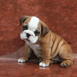 Ejemplares de raza Bulldog


            


            