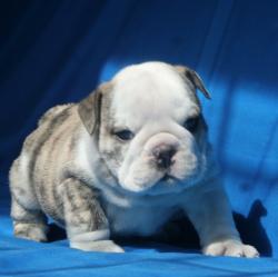 cachorros de raza bulldog ingles para la venta del criadero Nutibara Bulldogs 


            


            
