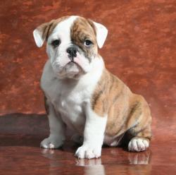 Ejemplares de Bulldog Ingles


            


            