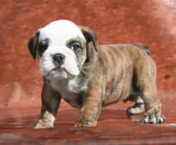 

            

Ejemplar de Bulldog Ingles
            


            


            