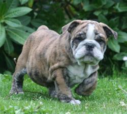 Bulldog