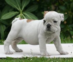 cachorros de bulldog ingles para la venta del criadero Nutibara Bulldogs


            


            