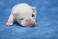 Ejemplares cachorros de Bulldog Ingles para la venta


            


            