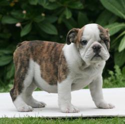 cachorros de bulldog ingles para la venta del criadero nutibara bulldogs


            


            