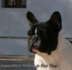 bulldog